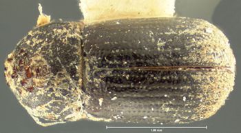 Media type: image;   Entomology 994 Aspect: habitus dorsal view